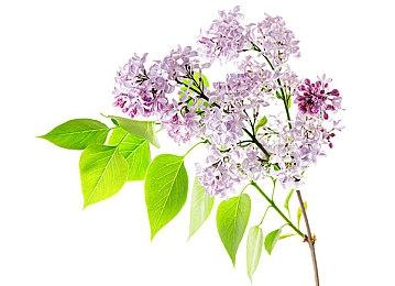 《GTA6》新内容或将于5月公布：发售日或预告截图？